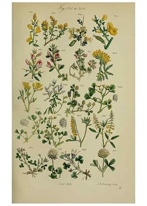 Image du vendeur pour Reproduccin/Reproduction 7507473760: British wild flowers. London,J. Van Voorst,1876. mis en vente par EL BOLETIN