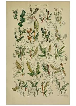 Image du vendeur pour Reproduccin/Reproduction 7507534096: British wild flowers. London,J. Van Voorst,1876. mis en vente par EL BOLETIN