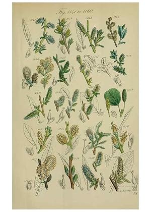 Seller image for Reproduccin/Reproduction 7507535286: British wild flowers. London,J. Van Voorst,1876. for sale by EL BOLETIN