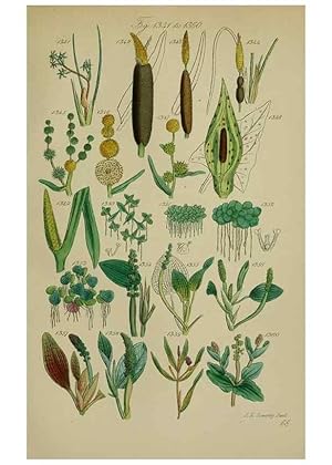 Seller image for Reproduccin/Reproduction 7507551442: British wild flowers. London,J. Van Voorst,1876. for sale by EL BOLETIN