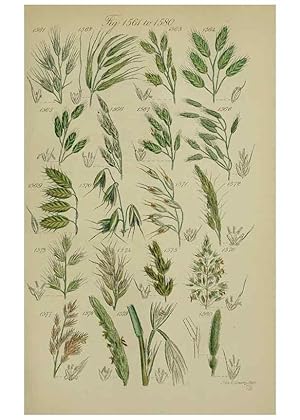 Image du vendeur pour Reproduccin/Reproduction 7507566302: British wild flowers. London,J. Van Voorst,1876. mis en vente par EL BOLETIN