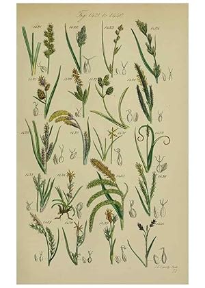 Image du vendeur pour Reproduccin/Reproduction 7507556790: British wild flowers. London,J. Van Voorst,1876. mis en vente par EL BOLETIN