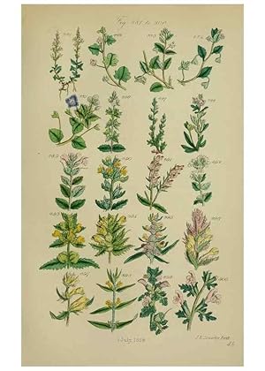 Image du vendeur pour Reproduccin/Reproduction 7507514306: British wild flowers. London,J. Van Voorst,1876. mis en vente par EL BOLETIN