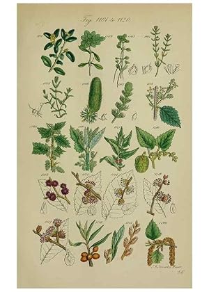 Image du vendeur pour Reproduccin/Reproduction 7507532398: British wild flowers. London,J. Van Voorst,1876. mis en vente par EL BOLETIN
