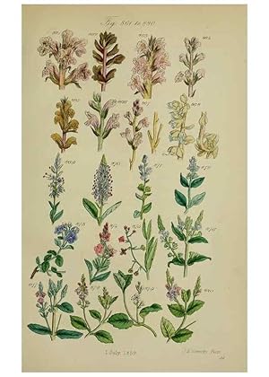 Image du vendeur pour Reproduccin/Reproduction 7507512740: British wild flowers. London,J. Van Voorst,1876. mis en vente par EL BOLETIN