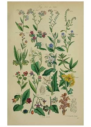 Image du vendeur pour Reproduccin/Reproduction 7507511008: British wild flowers. London,J. Van Voorst,1876. mis en vente par EL BOLETIN