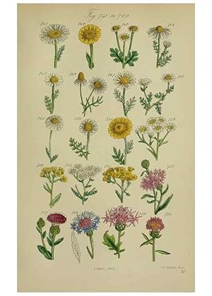 Seller image for Reproduccin/Reproduction 7507505422: British wild flowers. London,J. Van Voorst,1876. for sale by EL BOLETIN