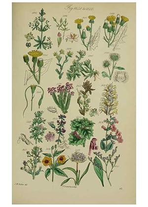 Image du vendeur pour Reproduccin/Reproduction 7507573520: British wild flowers. London,J. Van Voorst,1876. mis en vente par EL BOLETIN