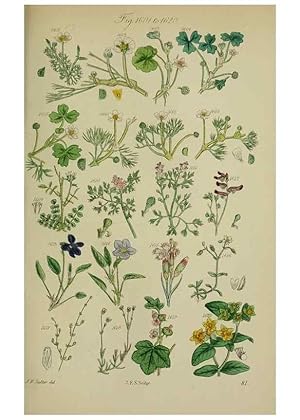 Image du vendeur pour Reproduccin/Reproduction 7507570502: British wild flowers. London,J. Van Voorst,1876. mis en vente par EL BOLETIN