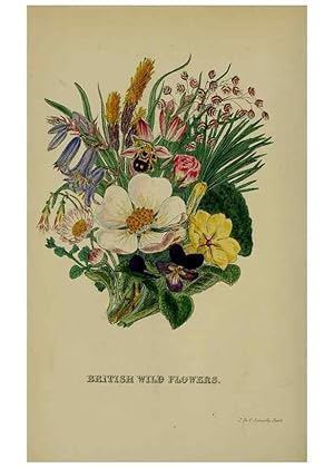 Image du vendeur pour Reproduccin/Reproduction 7507569088: British wild flowers. London,J. Van Voorst,1876. mis en vente par EL BOLETIN