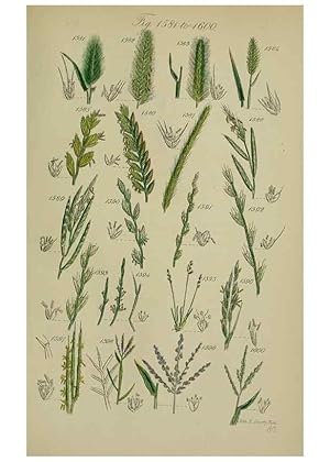 Image du vendeur pour Reproduccin/Reproduction 7507567706: British wild flowers. London,J. Van Voorst,1876. mis en vente par EL BOLETIN