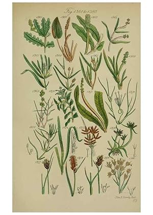 Seller image for Reproduccin/Reproduction 7507553062: British wild flowers. London,J. Van Voorst,1876. for sale by EL BOLETIN