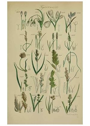 Seller image for Reproduccin/Reproduction 7507555580: British wild flowers. London,J. Van Voorst,1876. for sale by EL BOLETIN