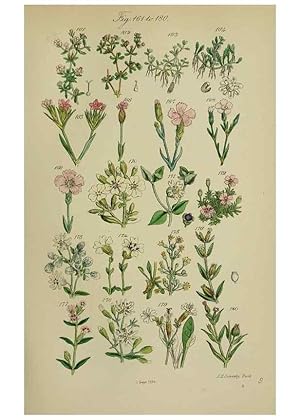 Image du vendeur pour Reproduccin/Reproduction 7507465034: British wild flowers. London,J. Van Voorst,1876. mis en vente par EL BOLETIN