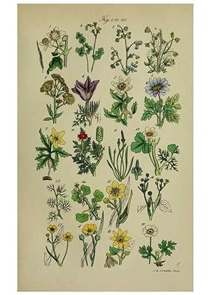 Image du vendeur pour Reproduccin/Reproduction 7507454244: British wild flowers. London,J. Van Voorst,1876. mis en vente par EL BOLETIN