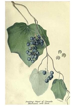 Seller image for Reproduccin/Reproduction 7944395484: Principal poisonous plants of Canada /. Ottawa :Dept. of Agriculture, Dominion Experimental Farms,1920. for sale by EL BOLETIN