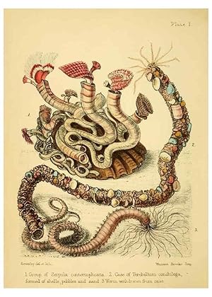 Seller image for Reproduccin/Reproduction 7414335878: Popular history of the aquarium of marine and fresh-water animals and plants /. London :Lovell Reeve,1857. for sale by EL BOLETIN