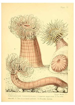 Image du vendeur pour Reproduccin/Reproduction 7414344706: Popular history of the aquarium of marine and fresh-water animals and plants /. London :Lovell Reeve,1857. mis en vente par EL BOLETIN