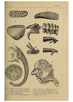 Immagine del venditore per Reproduccin/Reproduction 7583925738: The ivory king;. New York,C. Scribners sons,1886. venduto da EL BOLETIN