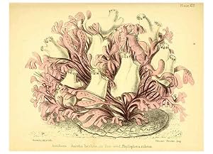 Seller image for Reproduccin/Reproduction 7414360190: Popular history of the aquarium of marine and fresh-water animals and plants /. London :Lovell Reeve,1857. for sale by EL BOLETIN