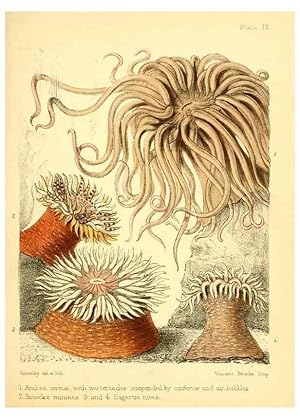 Seller image for Reproduccin/Reproduction 7414350208: Popular history of the aquarium of marine and fresh-water animals and plants /. London :Lovell Reeve,1857. for sale by EL BOLETIN