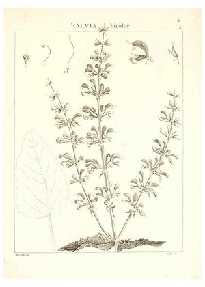 Imagen del vendedor de Reproduccin/Reproduction 7455920844: Flora Atlantica, sive, Historia plantarum quae in Atlante, agro Tunetano et Algeriensi crescunt /. Parisiis :Apud Blanchon,1800. a la venta por EL BOLETIN