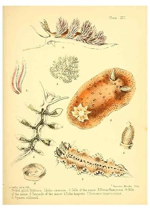 Image du vendeur pour Reproduccin/Reproduction 7414361988: Popular history of the aquarium of marine and fresh-water animals and plants /. London :Lovell Reeve,1857. mis en vente par EL BOLETIN