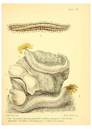 Image du vendeur pour Reproduccin/Reproduction 7414353340: Popular history of the aquarium of marine and fresh-water animals and plants /. London :Lovell Reeve,1857. mis en vente par EL BOLETIN