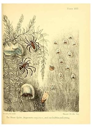 Seller image for Reproduccin/Reproduction 7414371028: Popular history of the aquarium of marine and fresh-water animals and plants /. London :Lovell Reeve,1857. for sale by EL BOLETIN