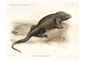 Seller image for Reproduccin/Reproduction 7676233974: Die schlangen und eidechsen der Galapagos-inseln /. Wien :K.K. Zoologisch-botanischen gesellschaft,1876. for sale by EL BOLETIN