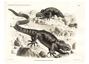 Seller image for Reproduccin/Reproduction 7676233244: Die schlangen und eidechsen der Galapagos-inseln /. Wien :K.K. Zoologisch-botanischen gesellschaft,1876. for sale by EL BOLETIN