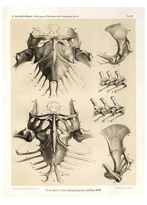 Seller image for Reproduccin/Reproduction 7676235916: Die schlangen und eidechsen der Galapagos-inseln /. Wien :K.K. Zoologisch-botanischen gesellschaft,1876. for sale by EL BOLETIN