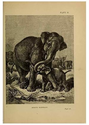 Image du vendeur pour Reproduccin/Reproduction 7583941168: The ivory king;. New York,C. Scribners sons,1886. mis en vente par EL BOLETIN