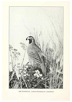 Seller image for Reproduccin/Reproduction 7599659404: The human side of birds,. New York,Frederick A. Stokes company[c1917] for sale by EL BOLETIN