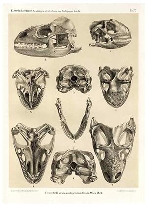 Seller image for Reproduccin/Reproduction 7676234960: Die schlangen und eidechsen der Galapagos-inseln /. Wien :K.K. Zoologisch-botanischen gesellschaft,1876. for sale by EL BOLETIN