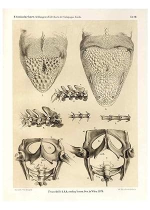 Seller image for Reproduccin/Reproduction 7676236994: Die schlangen und eidechsen der Galapagos-inseln /. Wien :K.K. Zoologisch-botanischen gesellschaft,1876. for sale by EL BOLETIN