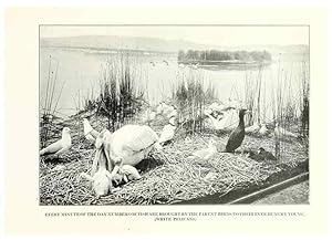 Image du vendeur pour Reproduccin/Reproduction 7599670348: The human side of birds,. New York,Frederick A. Stokes company[c1917] mis en vente par EL BOLETIN