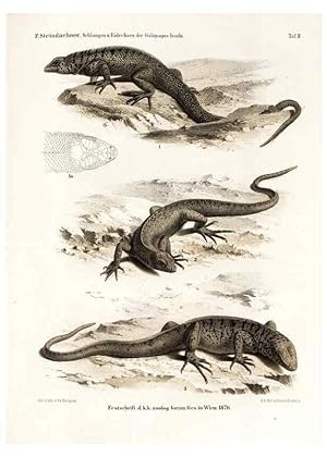 Seller image for Reproduccin/Reproduction 7676232402: Die schlangen und eidechsen der Galapagos-inseln /. Wien :K.K. Zoologisch-botanischen gesellschaft,1876. for sale by EL BOLETIN