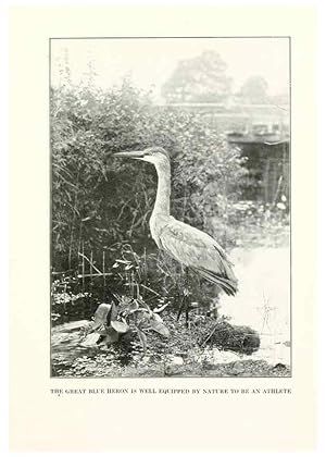 Seller image for Reproduccin/Reproduction 7599649872: The human side of birds,. New York,Frederick A. Stokes company[c1917] for sale by EL BOLETIN