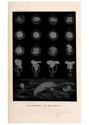 Immagine del venditore per Reproduccin/Reproduction 8202738095: Le monde de la mer . Paris,L. Hachette & Cie,1866. venduto da EL BOLETIN