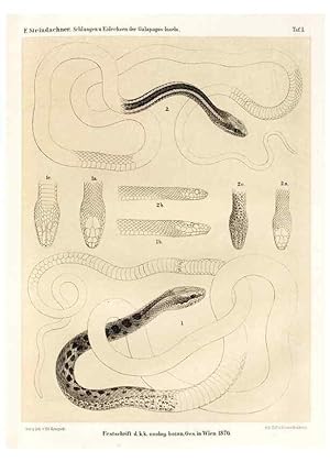 Seller image for Reproduccin/Reproduction 7676231164: Die schlangen und eidechsen der Galapagos-inseln /. Wien :K.K. Zoologisch-botanischen gesellschaft,1876. for sale by EL BOLETIN