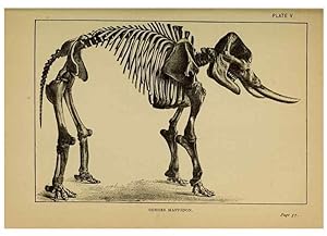 Imagen del vendedor de Reproduccin/Reproduction 7583934192: The ivory king;. New York,C. Scribners sons,1886. a la venta por EL BOLETIN