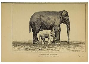 Image du vendeur pour Reproduccin/Reproduction 7583949004: The ivory king;. New York,C. Scribners sons,1886. mis en vente par EL BOLETIN