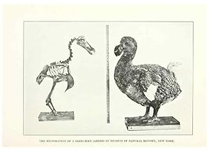 Seller image for Reproduccin/Reproduction 7599656538: The human side of birds,. New York,Frederick A. Stokes company[c1917] for sale by EL BOLETIN