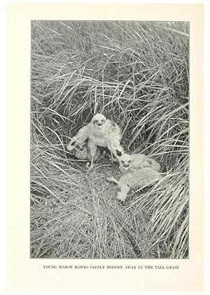 Seller image for Reproduccin/Reproduction 7599679230: The human side of birds,. New York,Frederick A. Stokes company[c1917] for sale by EL BOLETIN