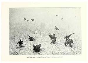 Image du vendeur pour Reproduccin/Reproduction 7599646788: The human side of birds,. New York,Frederick A. Stokes company[c1917] mis en vente par EL BOLETIN