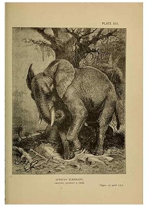 Imagen del vendedor de Reproduccin/Reproduction 7583947684: The ivory king;. New York,C. Scribners sons,1886. a la venta por EL BOLETIN