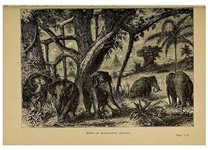 Bild des Verkufers fr Reproduccin/Reproduction 7583946196: The ivory king;. New York,C. Scribners sons,1886. zum Verkauf von EL BOLETIN