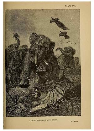 Seller image for Reproduccin/Reproduction 7583951684: The ivory king;. New York,C. Scribners sons,1886. for sale by EL BOLETIN