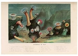 Immagine del venditore per Reproduccin/Reproduction 8202734535: Le monde de la mer . Paris,L. Hachette & Cie,1866. venduto da EL BOLETIN